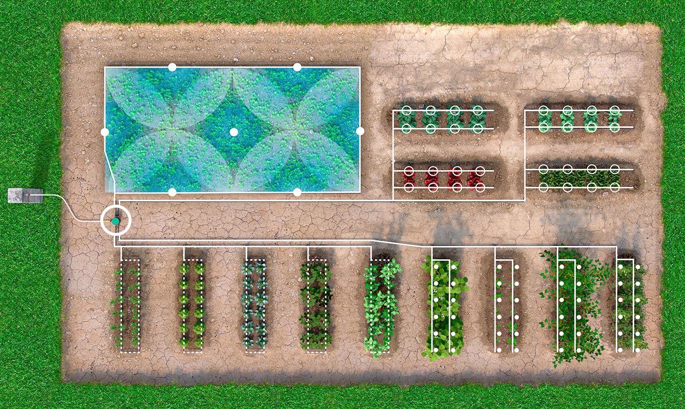 Vegetable patch
