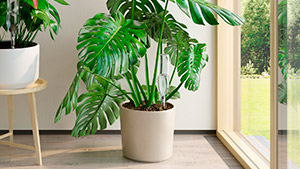 Indoor plants